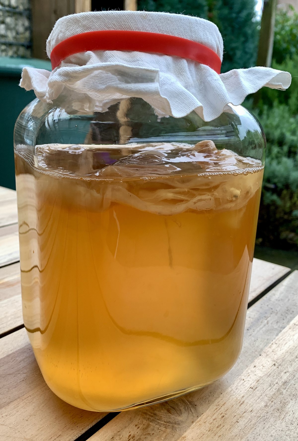 Selbst angesetzter Kombucha im großen Glas mit Stoffdeckel, Beispiel für ein fermentiertes Getränk mit lebenden Kulturen, Probiotika und Präbiotika